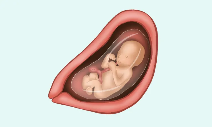 pieluchomajtki dla dorosłych kolorowe